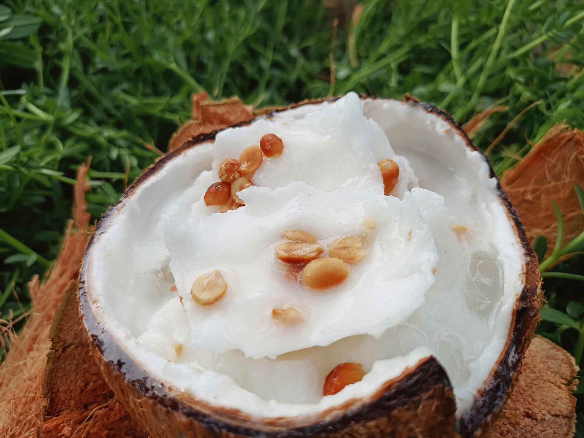 dừa sáp 6