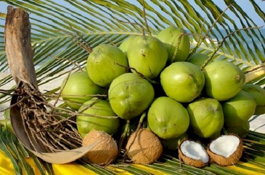 dừa sap