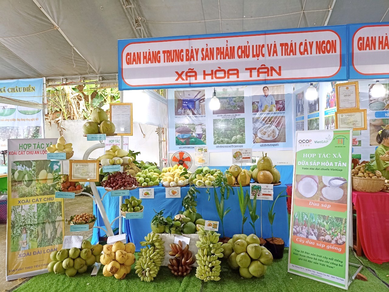 dừa sap 5