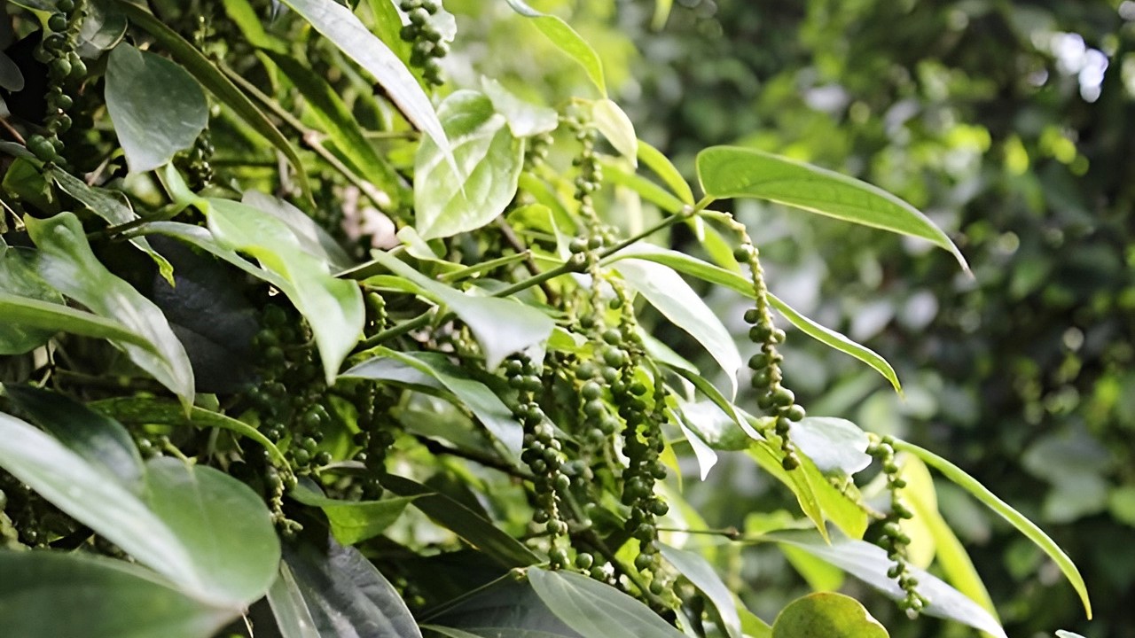 tieu sẻ lệ chí