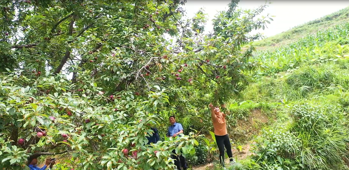 vươn man