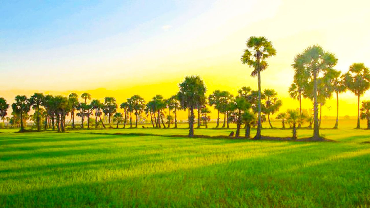 Thốt nốt