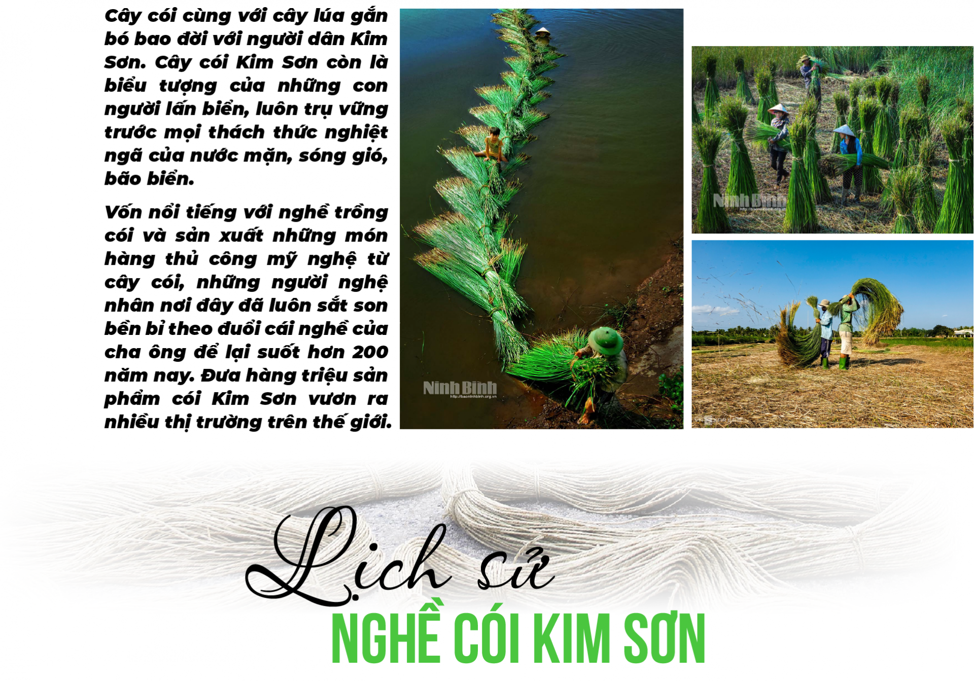 cói Kim Sơn