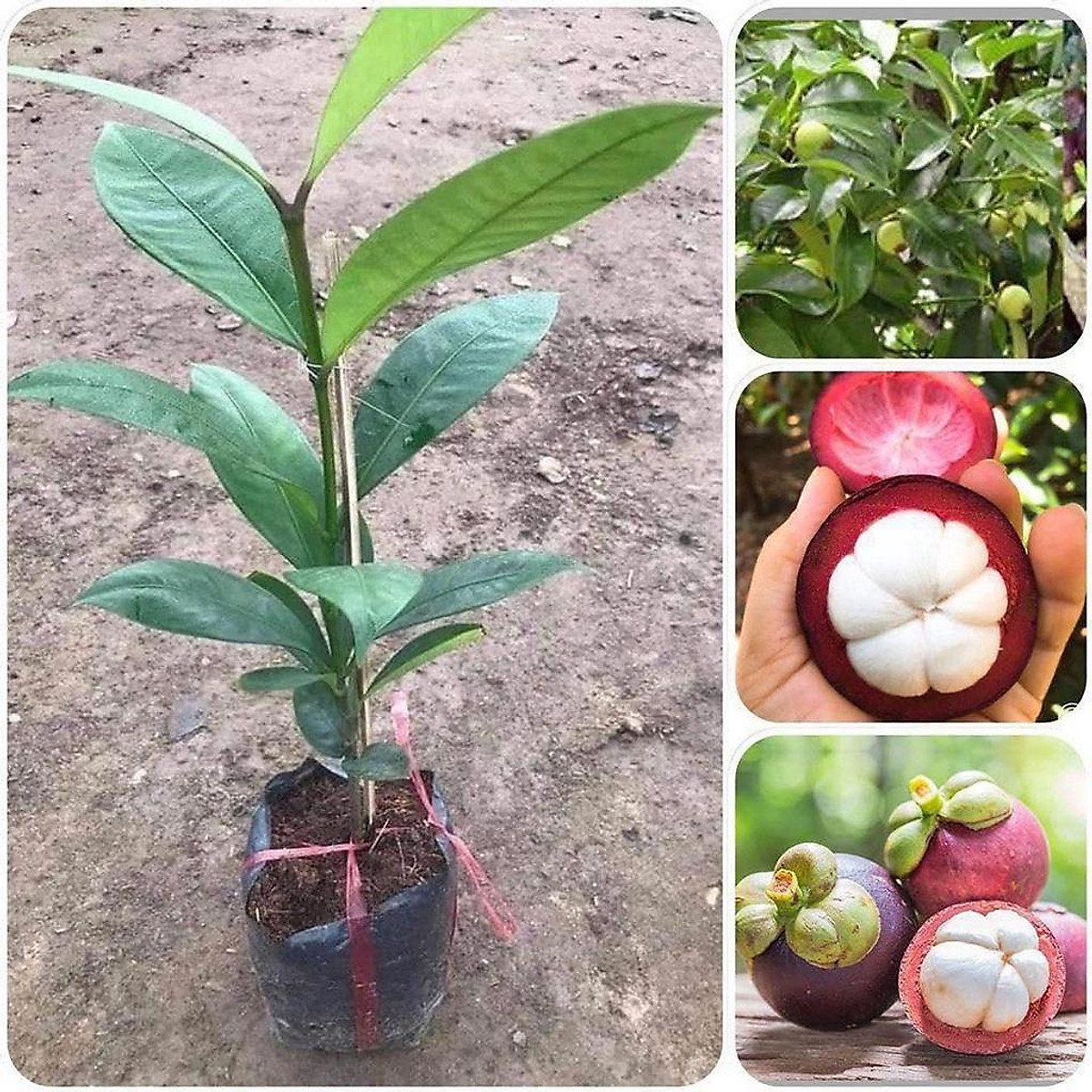 măng cụt