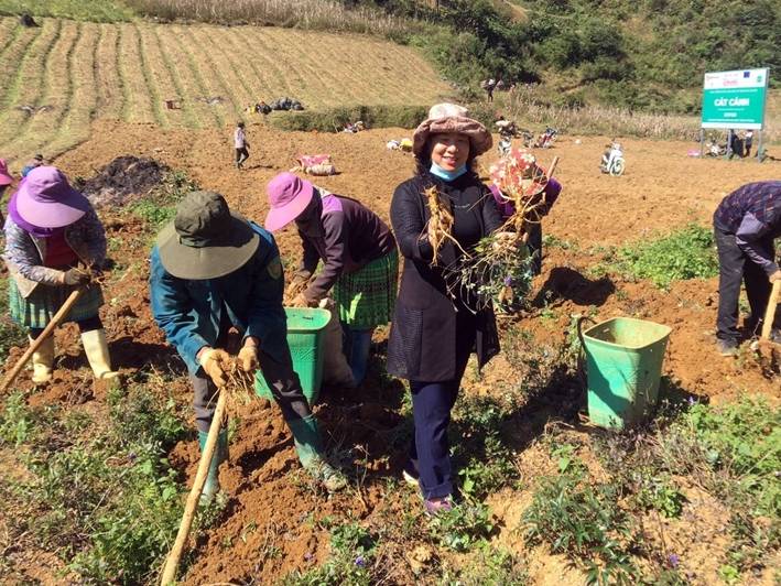 canh canh  bac ha