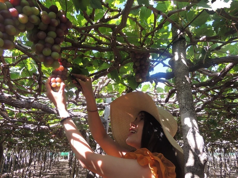 Nho Ninh Thuận du lịch