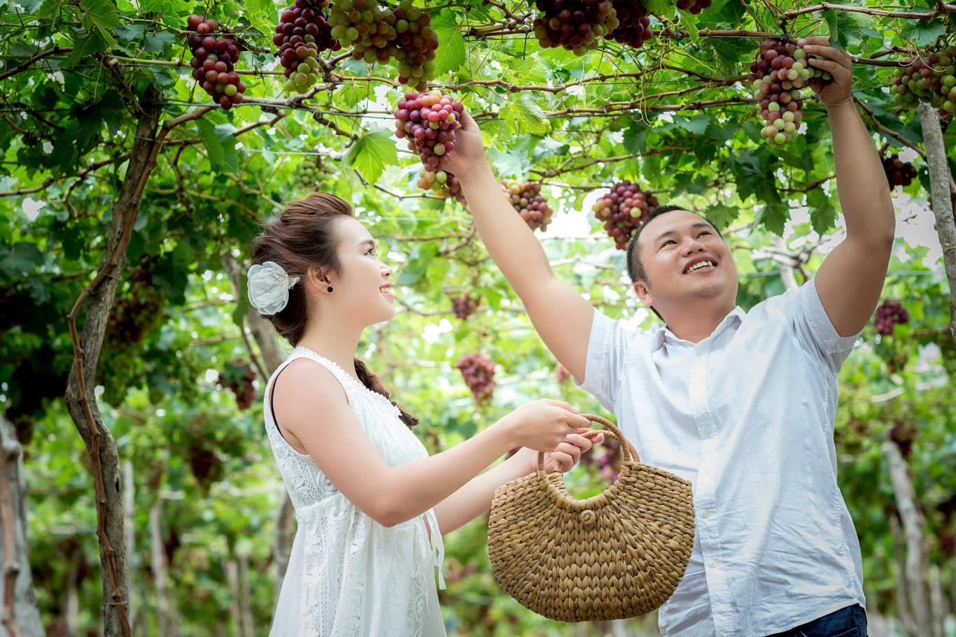 Nho Ninh Thuận du lịch