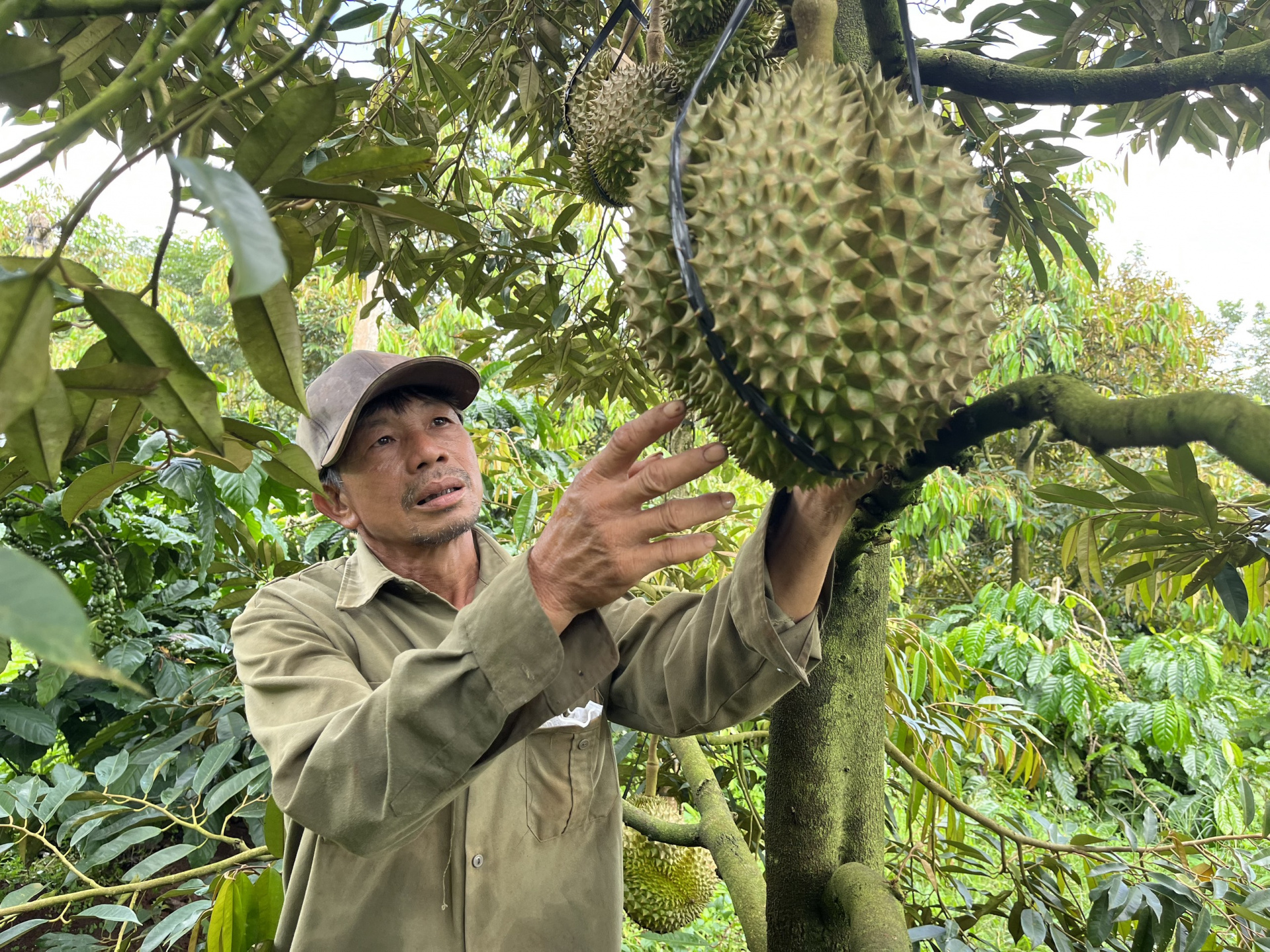 Sầu riêng