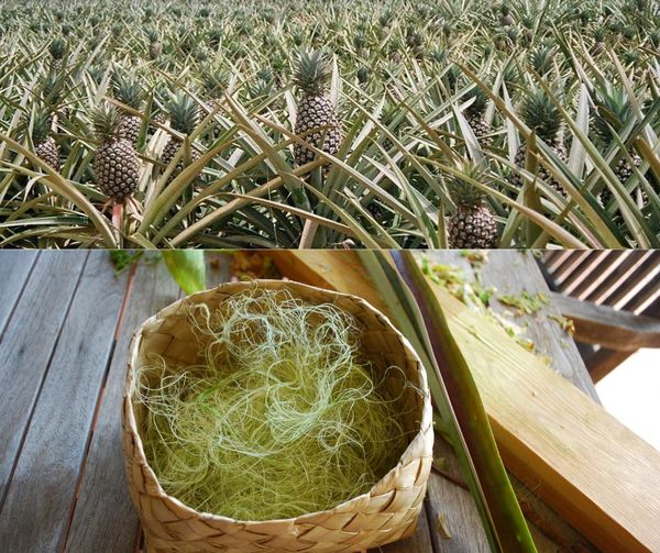 sợi lá dứa