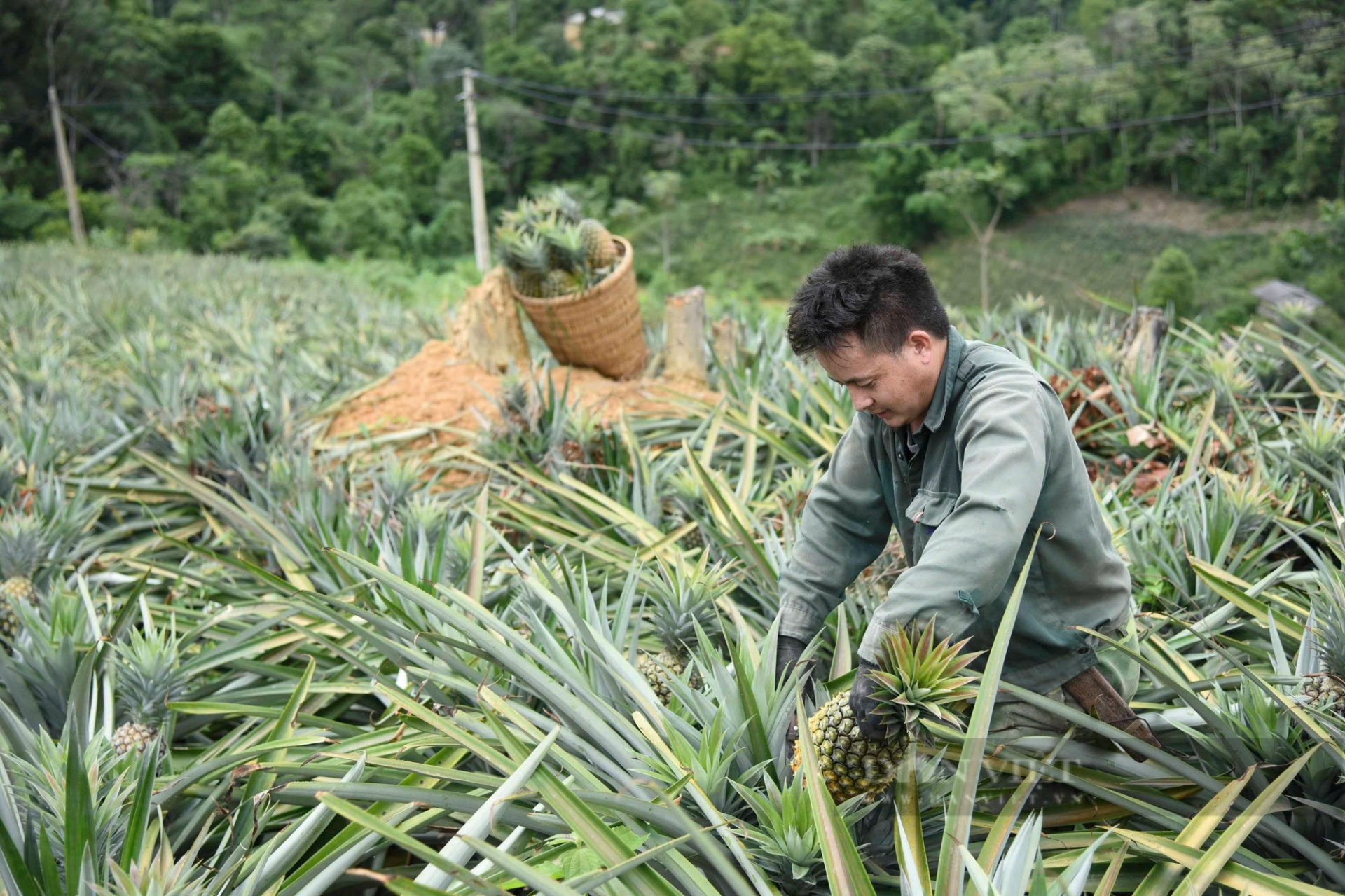 dứa mật