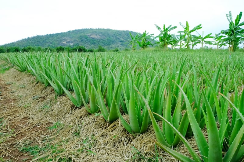 vùng nguyên liệu