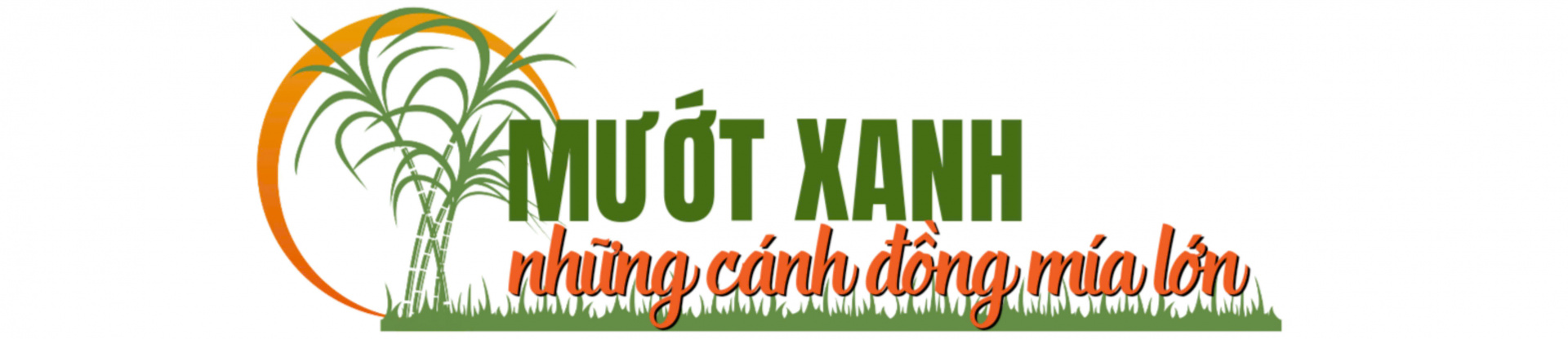 cánh đồng mía