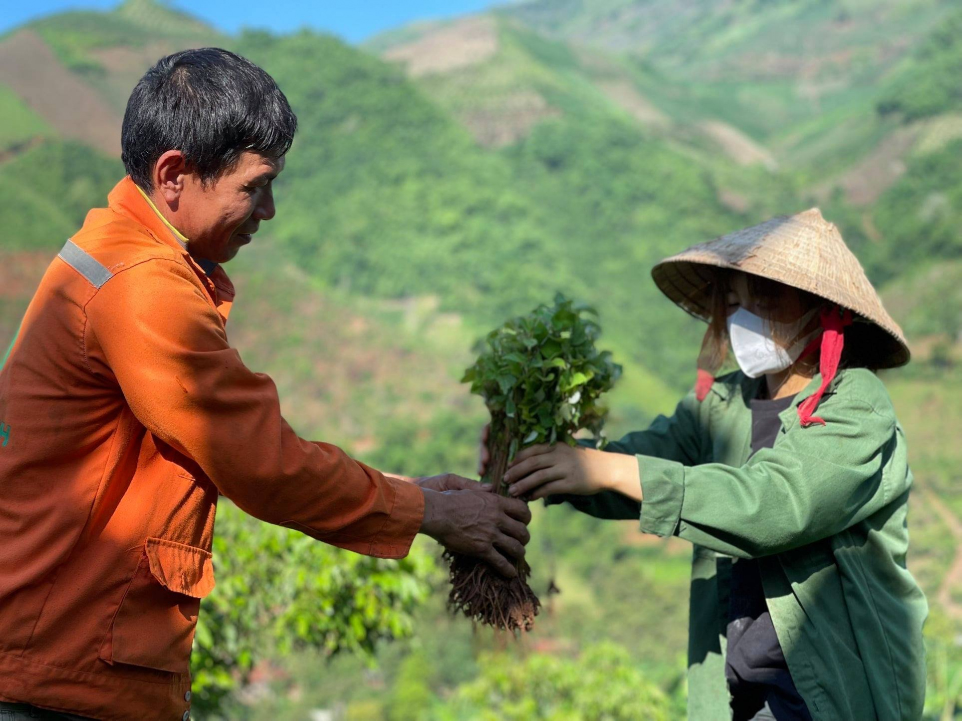 gai xanh bén rễ