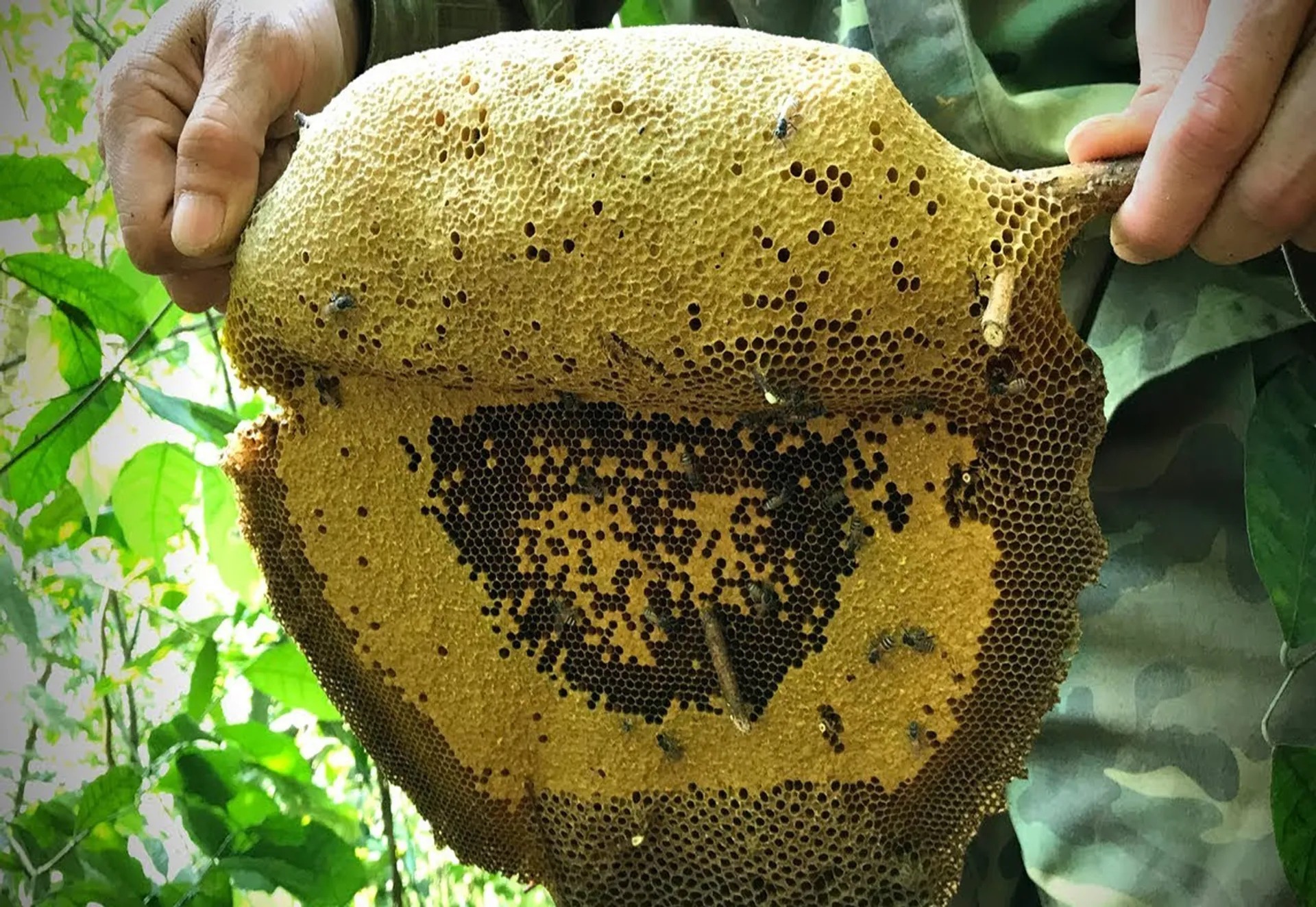 mật ong
