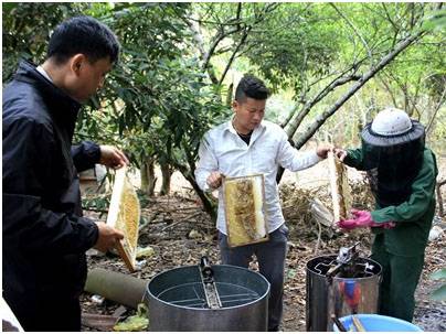 thu hoạch mật ong