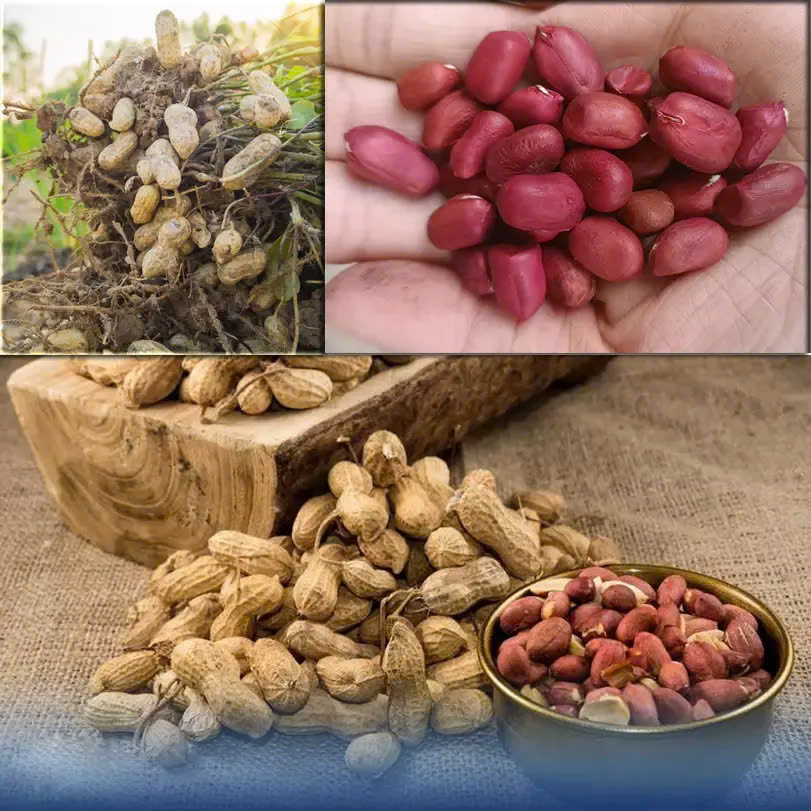 lạc đỏ a