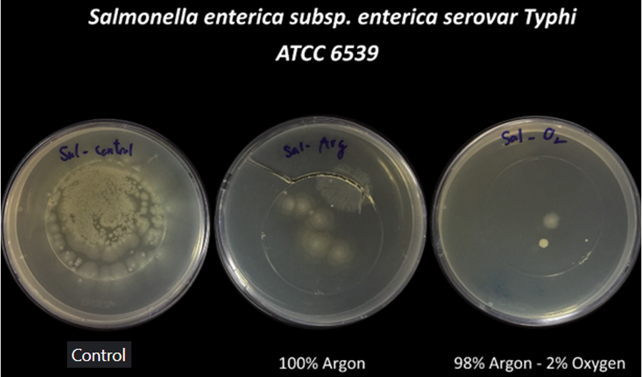 Several petri dishes with different types of bacteria

Description automatically generated