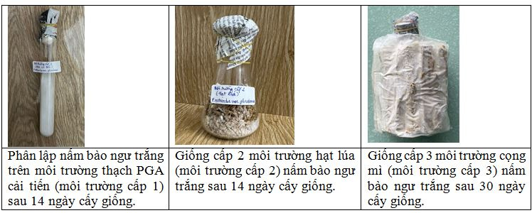 nam bao ngu