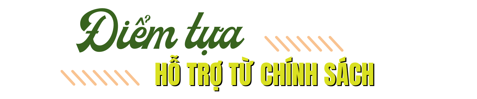 bưởi 5