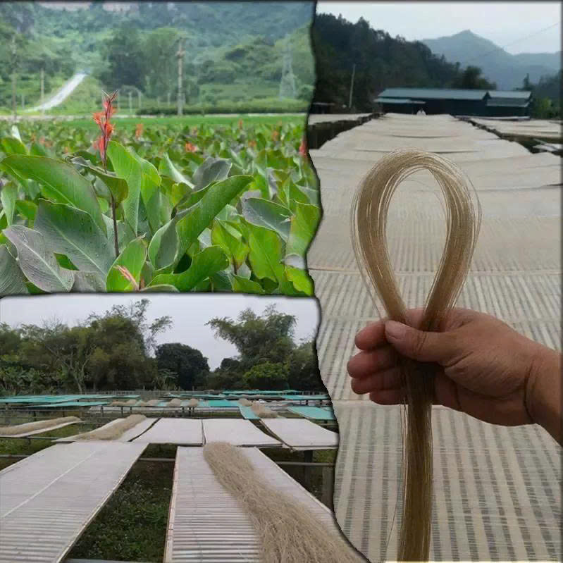 miến dong