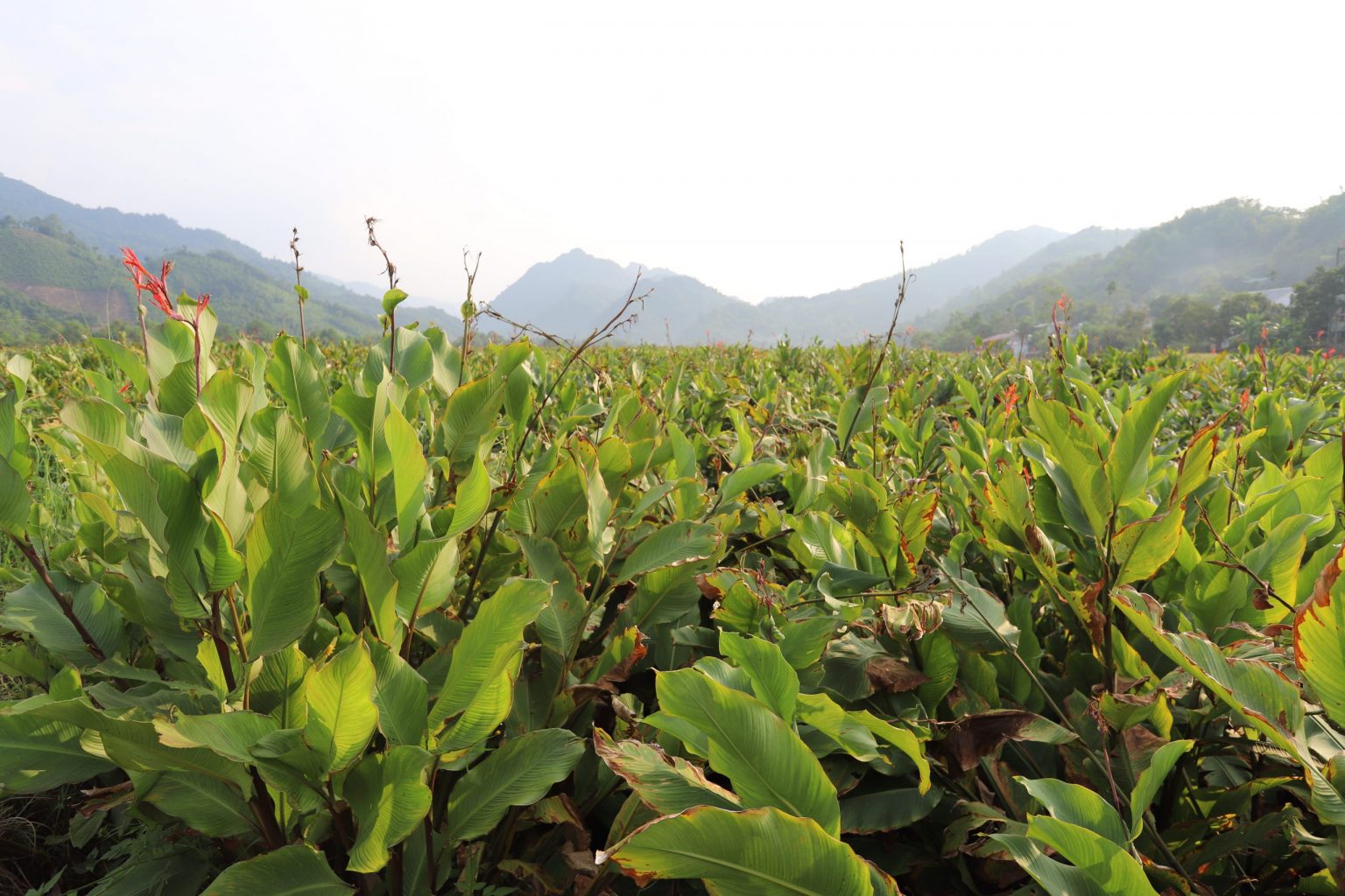 miến