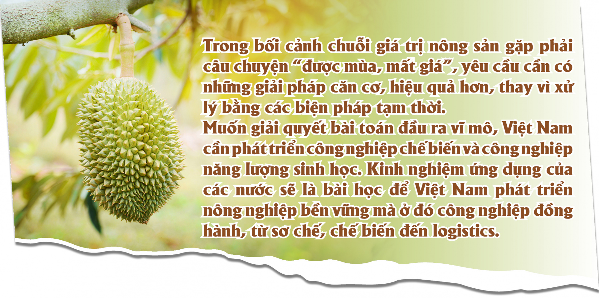 Đầu ra bền vững cho nông sản - Nguyên liệu cho Cwin là sân chơi cá cược trực tuyến tại Việt Nam chế biến