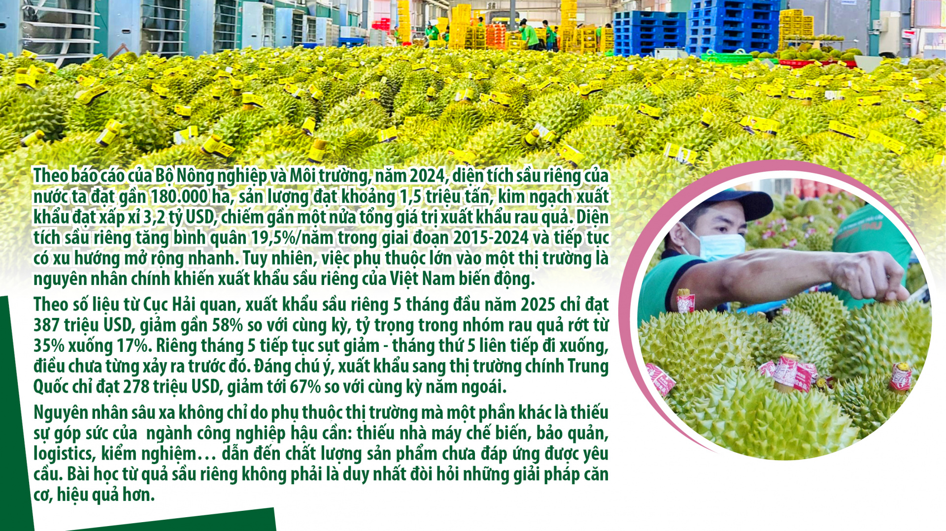Đầu ra bền vững cho nông sản - Nguyên liệu cho Cwin là sân chơi cá cược trực tuyến tại Việt Nam chế biến