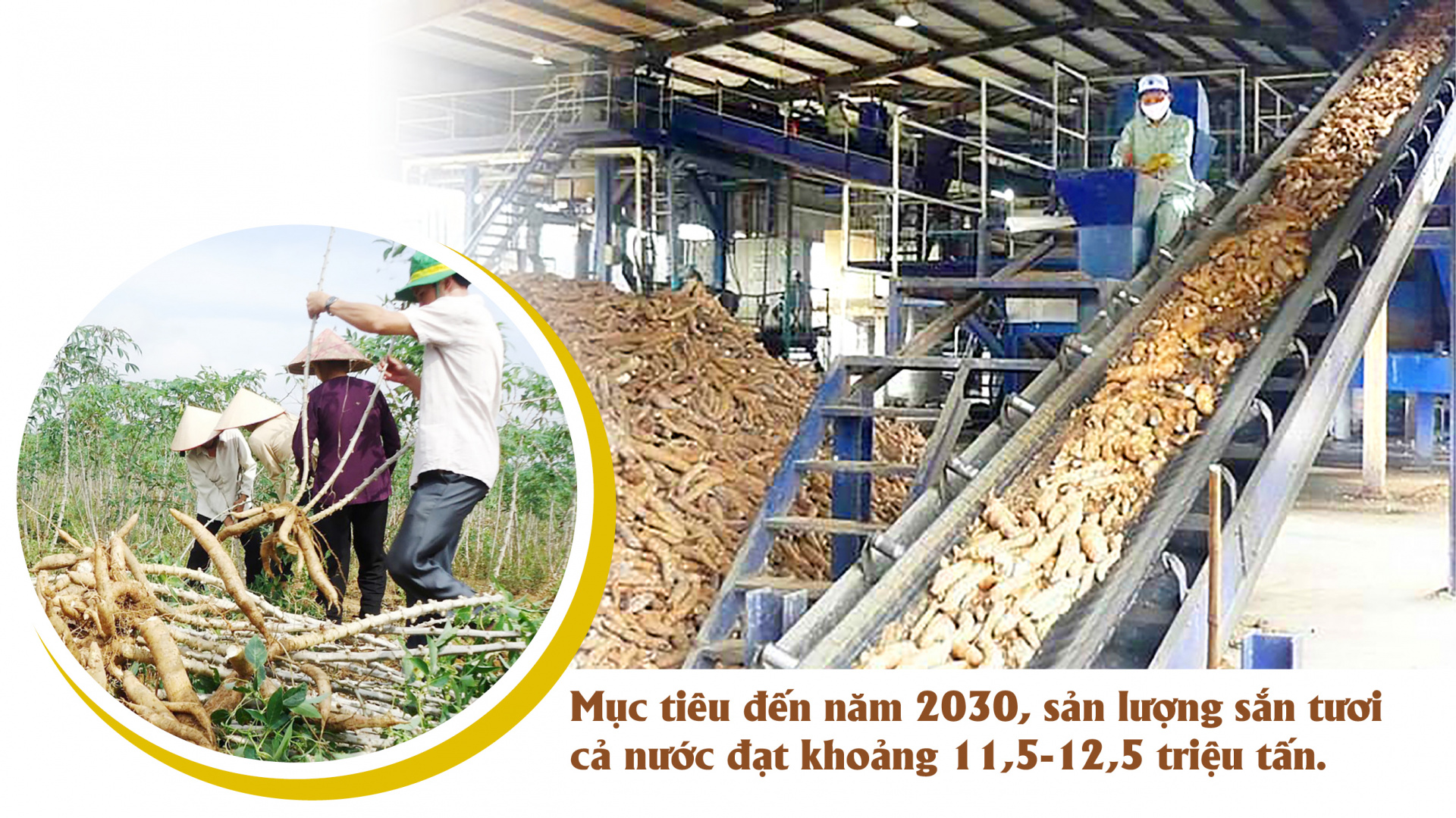 Đầu ra bền vững cho nông sản - Nguyên liệu cho Cwin là sân chơi cá cược trực tuyến tại Việt Nam chế biến