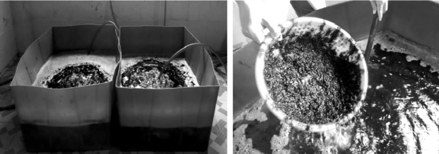 rong Porphyra 