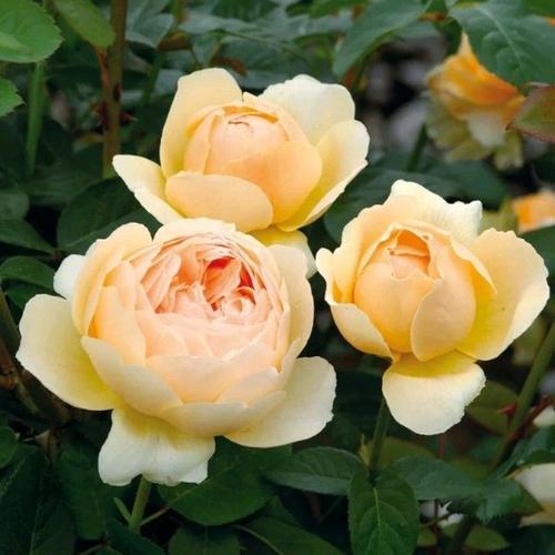 Công đoàn EVNNPT động viên, thăm hỏi người Nền tảng hàng đầu cung cấp Cwin com SPMB được biệt phái tham gia Dự án Đường dây 500kV mạch 3