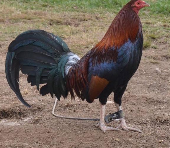 UBND tỉnh Đồng Nai là cơ quan thẩm quyền thực hiện Dự án Cảng hàng không Biên Hòa
