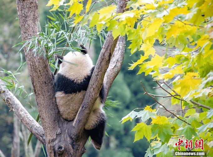 Chứng khoán Nhất Việt (VFS) muốn chào bán 120 triệu cổ phiếu, tăng vốn lên gấp đôi